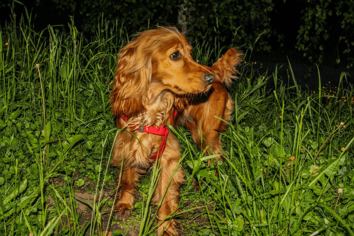 dog outside for safely walking a dog at night