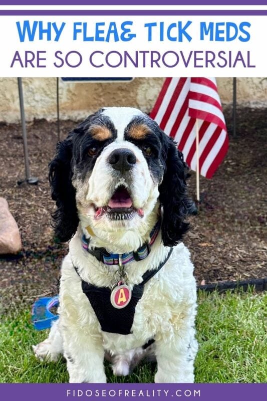 Why Are Flea and Tick Medications Controversial: Risks & Safety as Spaniel sits