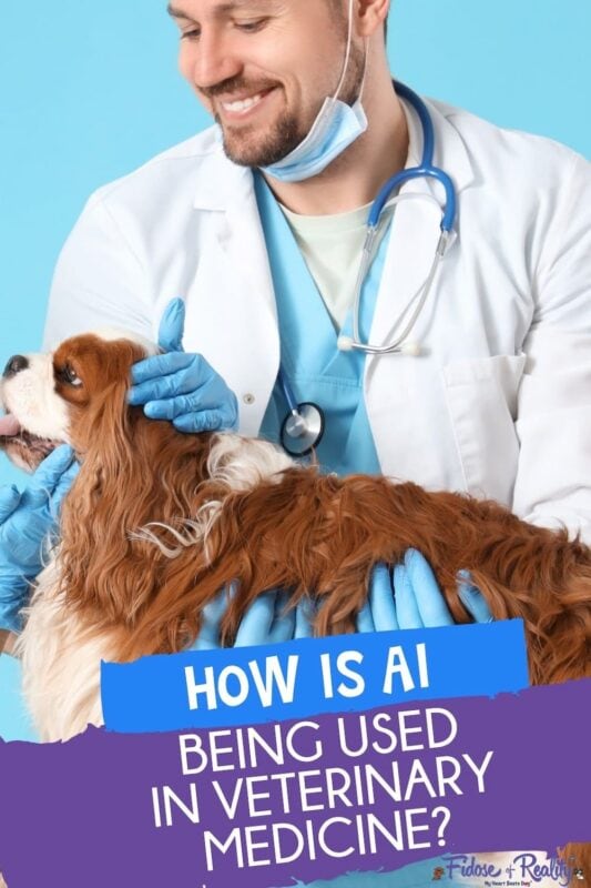 How is AI being used in veterinary medicine as vet examines spaniel