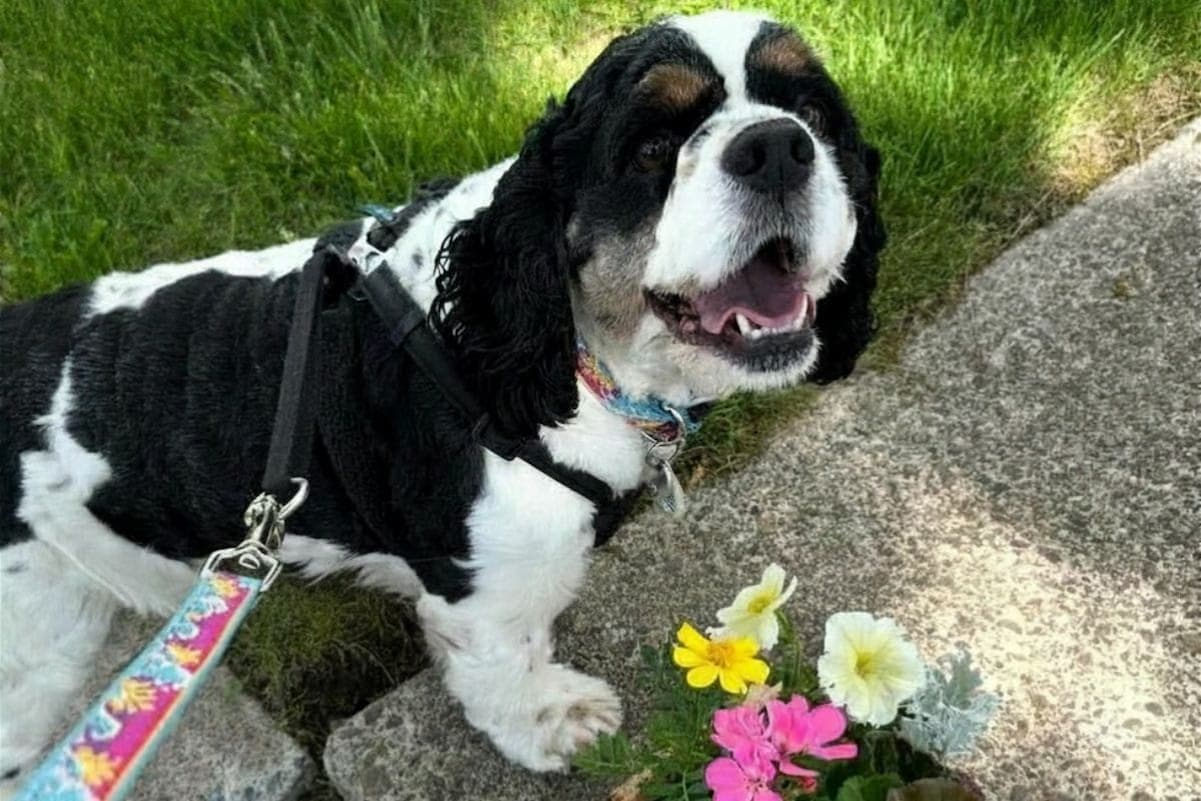 Smiling dog as owner ponders Why Are Flea and Tick Medications Controversial: Risks & Safety