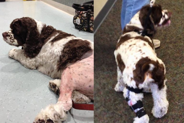 How to prevent ACL injuries in dogs Cocker Spaniel