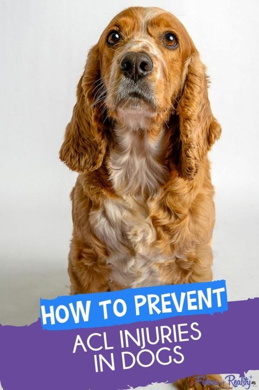 How to prevent ACL injuries in dogs Cocker Spaniel