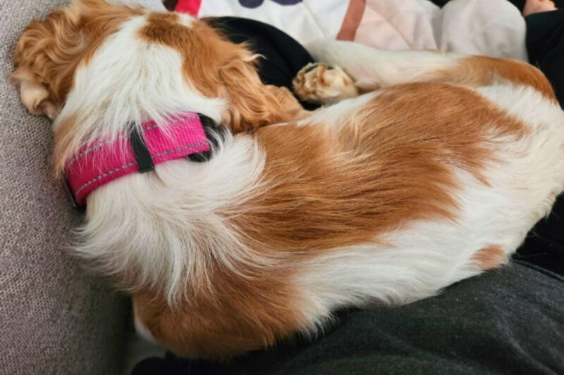 dog sits curled up on foster mom lap