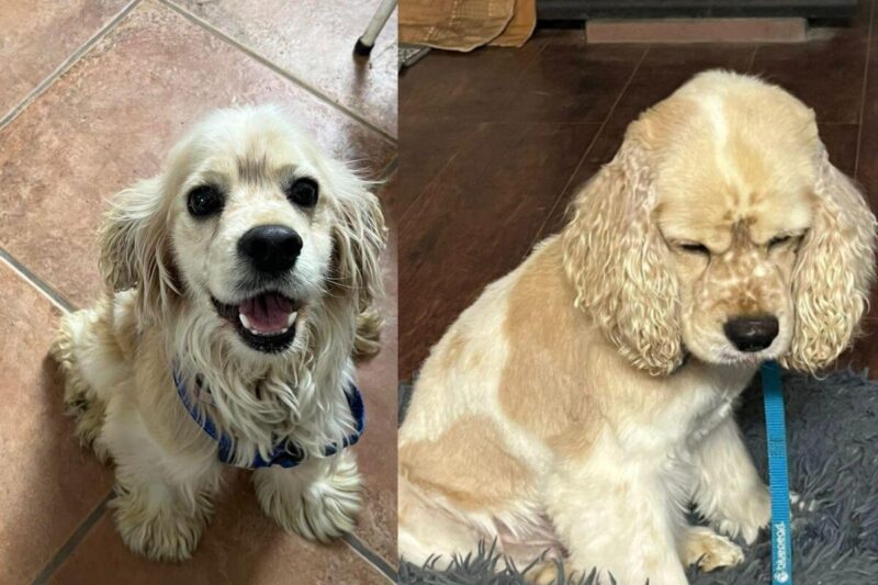 How to foster a dog before and after grooming