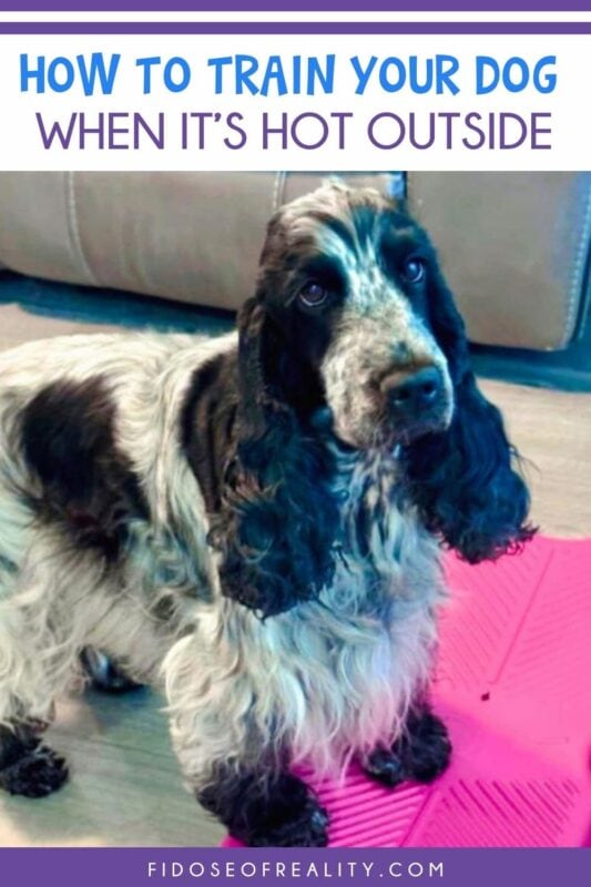 How to train your dog when it's hot outside