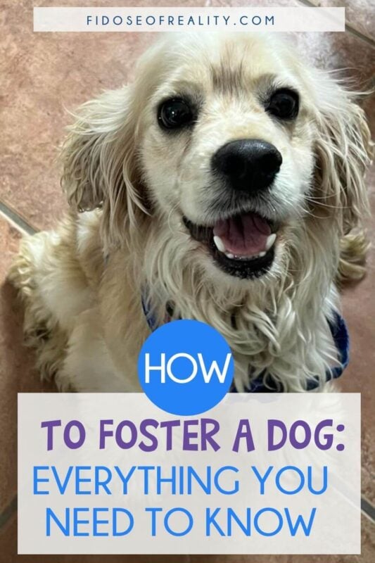 Everything to know on how to foster a dog