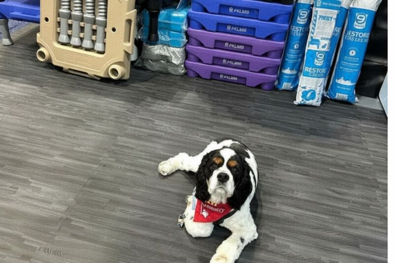 Dog training indoors is more fun with a Cocker Spaniel