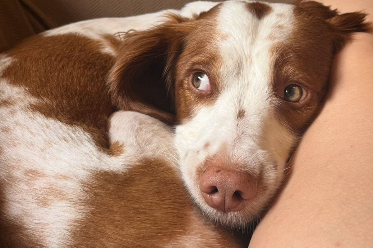 Sweet Spaniel looks on for a foster home