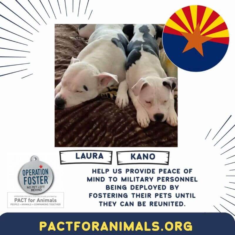 dogs in need of fostering