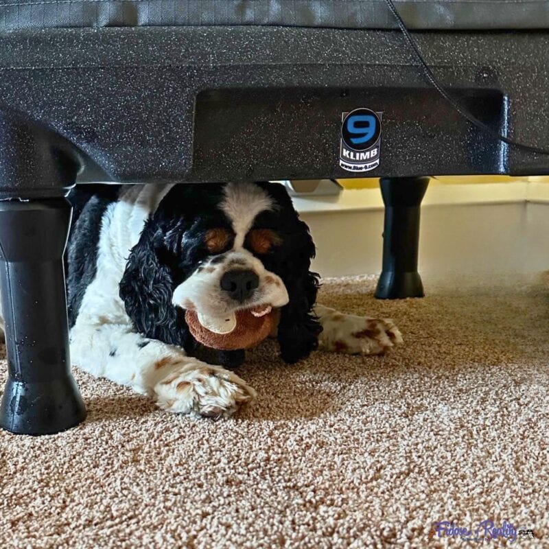 Cocker Spaniel using KLIMB for dog training during hot weather
