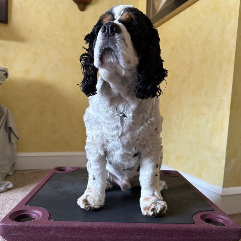 Cocker Spaniel sitting on KLIMB for indoor dog training