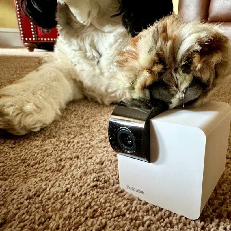 Cocker Spaniel paw on web cam