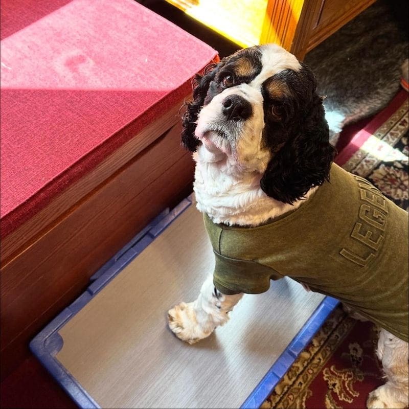 Cocker Spaniel separation anxiety may be helped with place training