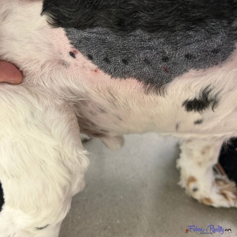 Cocker Spaniel after skin testing for allergies at the dermatologist