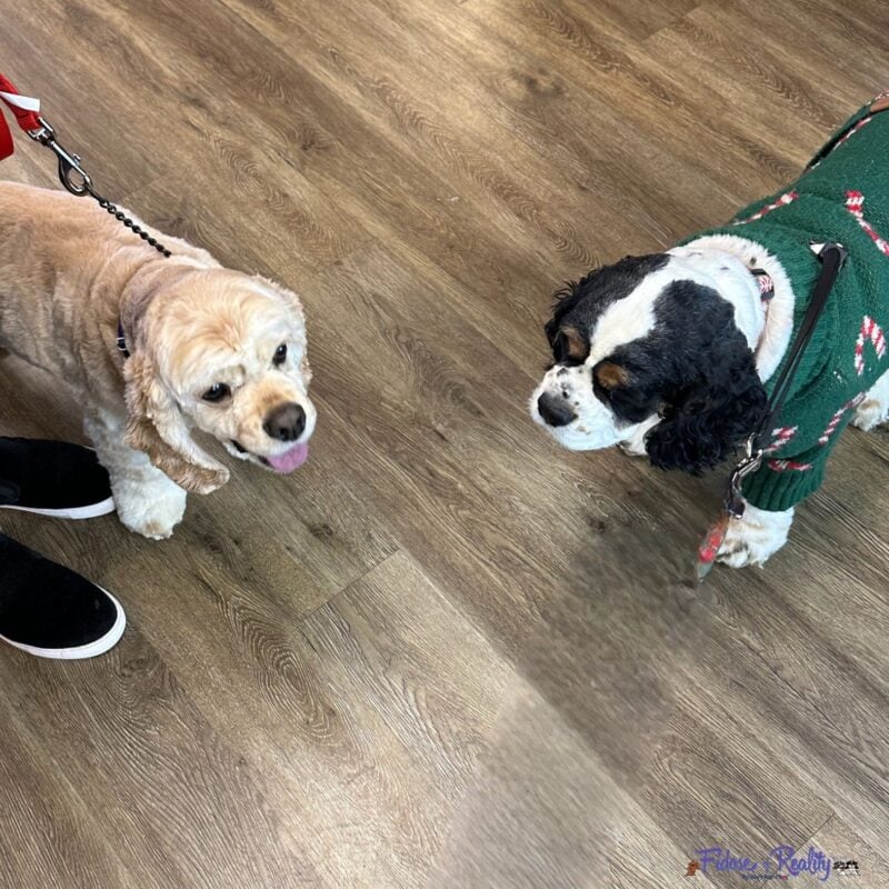 Two Cocker Spaniels meeting