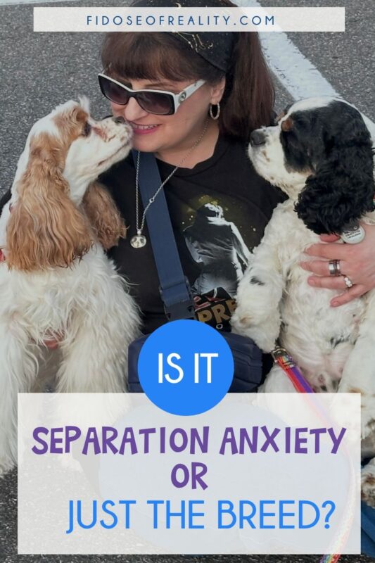 There are many ways to deal with Cocker Spaniel separation anxiety