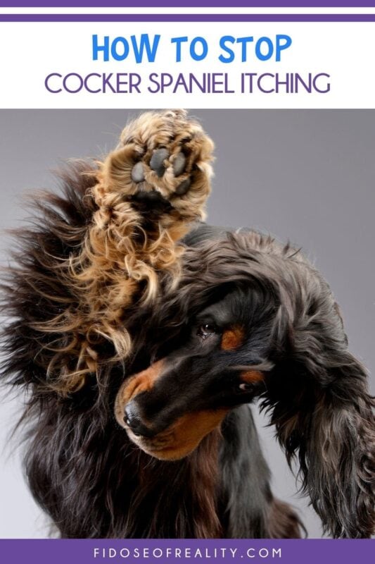 How I Finally Helped My Cocker Spaniel’s Chronic Itching
