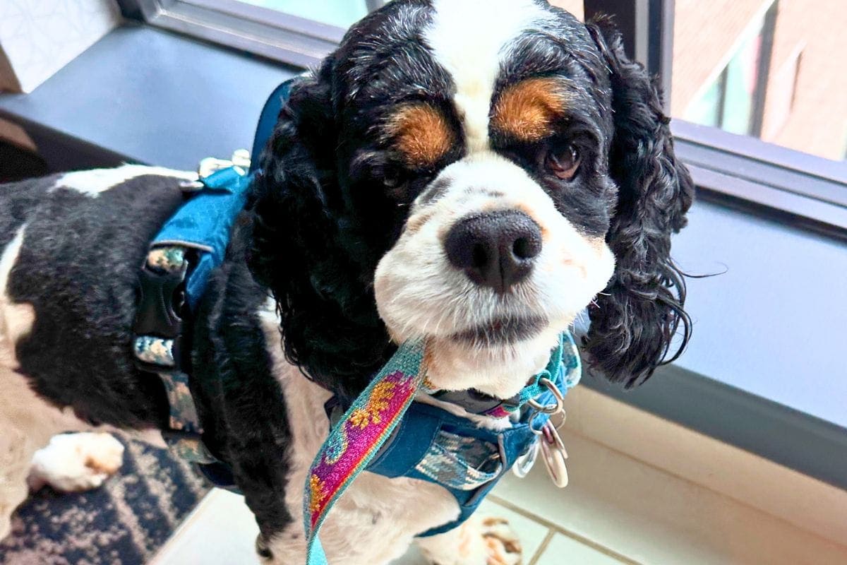 Cocker Spaniel with leash wonders if he is being left alon