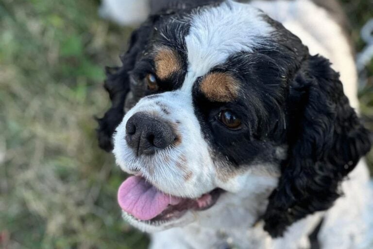 Cute image of Cocker Spaniel up close