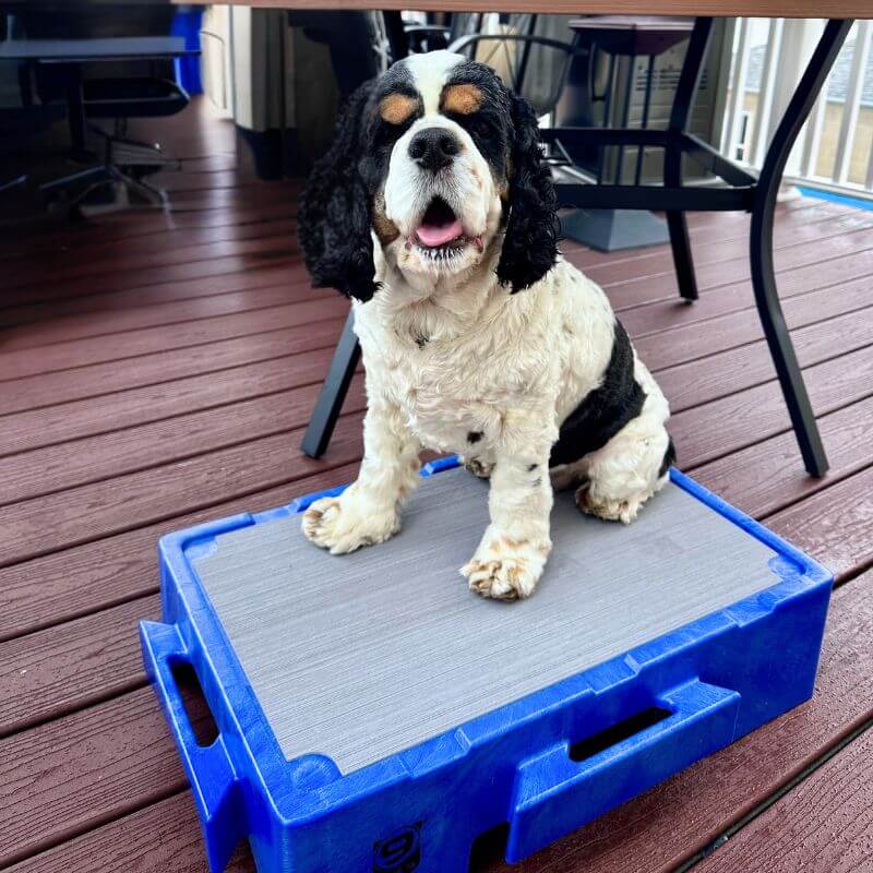 Cocker Spaniel ready for a road trip sits on KLIMB Jr