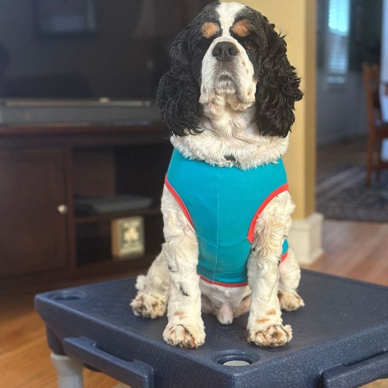 COCKER SPANIEL performing place training for dogs