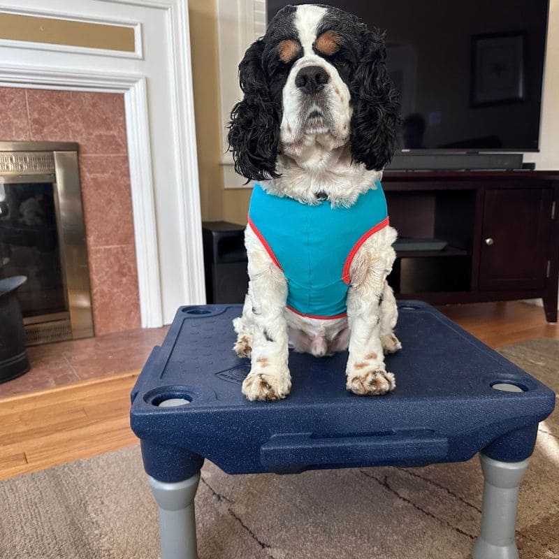 Dog sitting on training platform from KLIMB