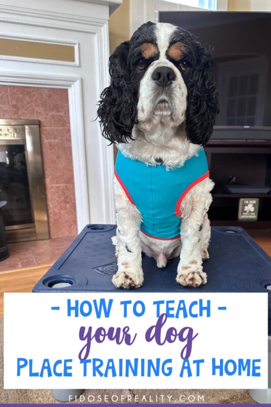 How to teach place training for dogs
