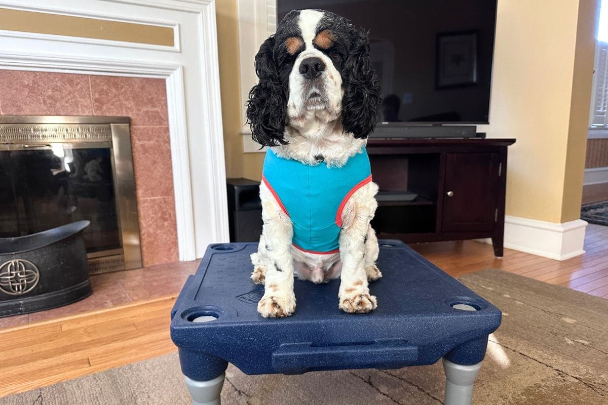 dog sitting on KLIMB for place training
