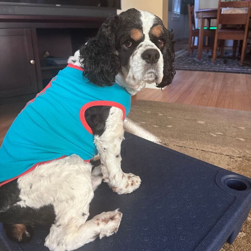 you can learn why does my dog follow me everywhere with a good trainer