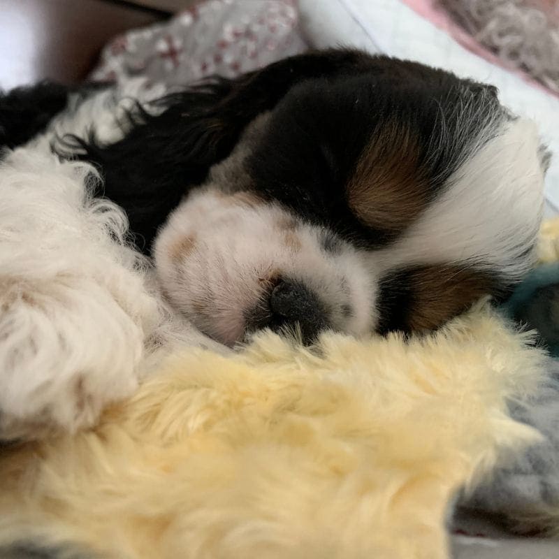 Sleeping excessively may be a sign of pain in dogs as Cocker sleeps