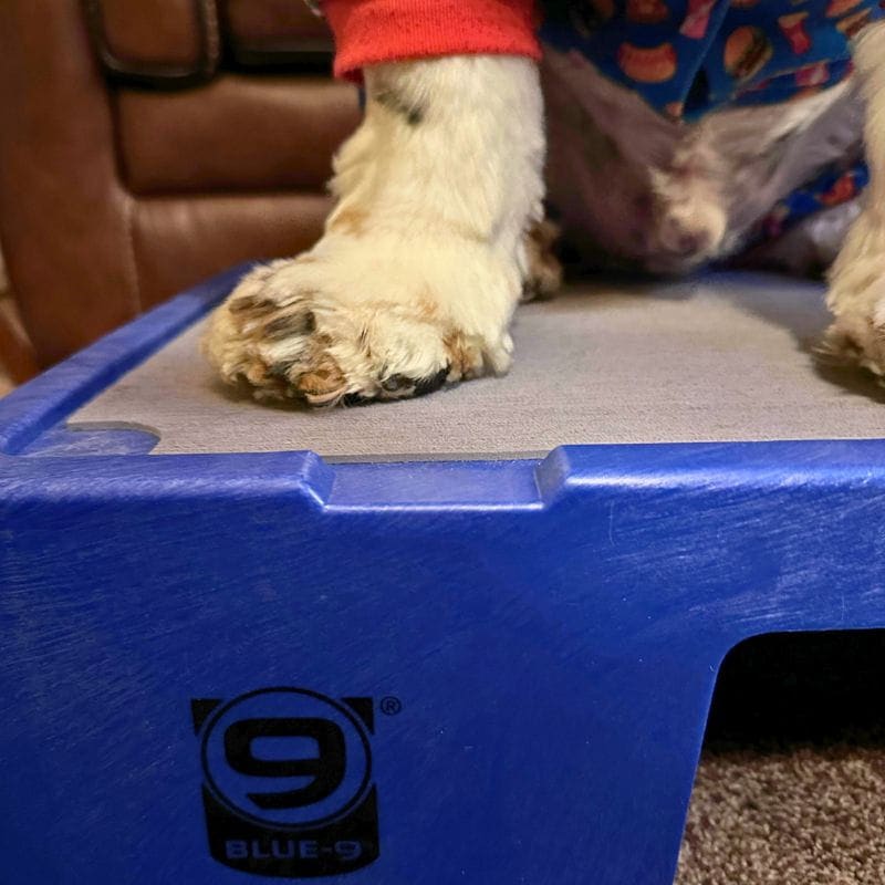 Close-up of a dog's paw resting on a blue dog bed.