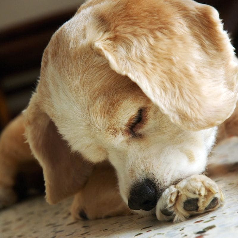 Dog in pain bites at its paw