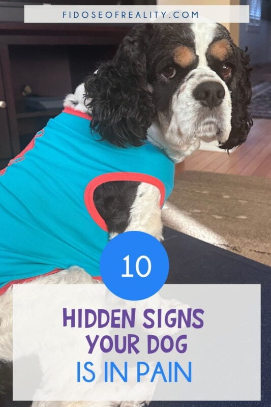 There are many hidden signs of pain in a dog