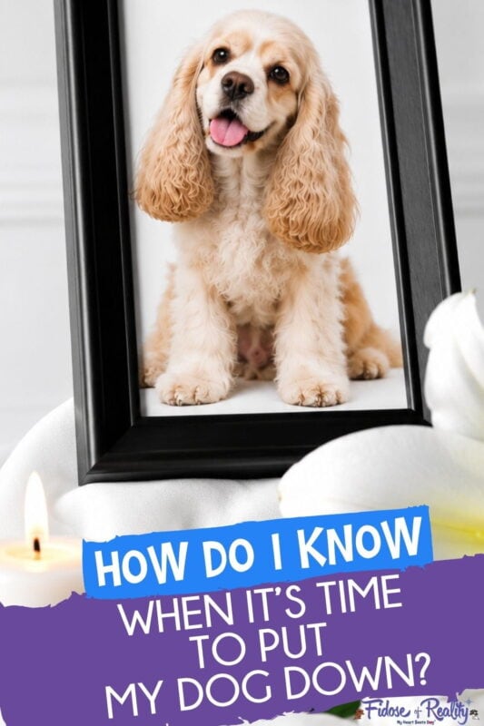 How do I know when it's time to put my dog down?