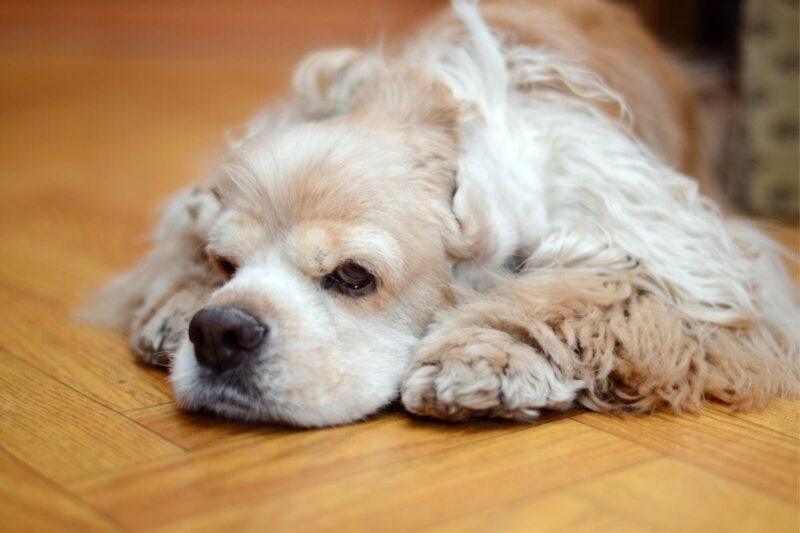 signs of a dog in pain including sleeping a lot as cocker spaniel looks on
