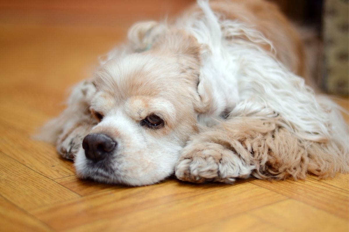signs of a dog in pain including sleeping a lot as cocker spaniel looks on
