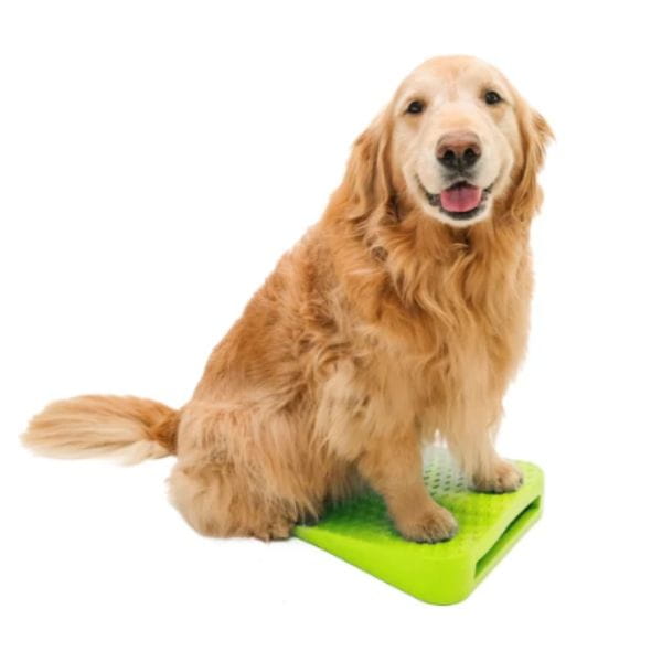 golden retriever sitting on FITPAWS product for indoor training