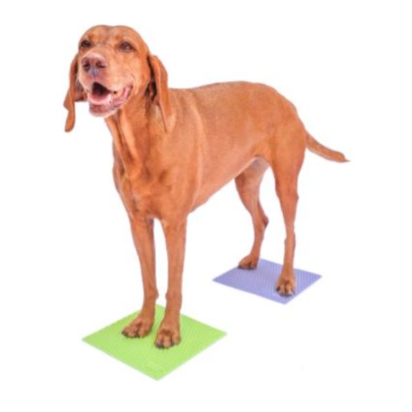 Dog standing on TRAX matts