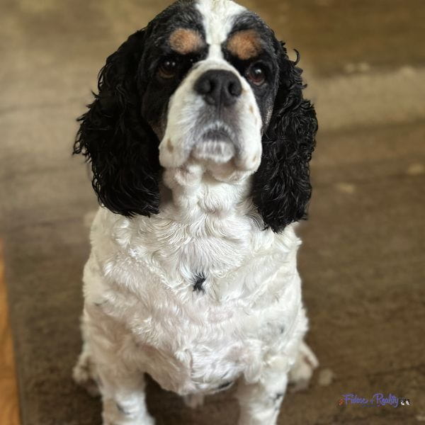 cute cocker spaniel waits to play