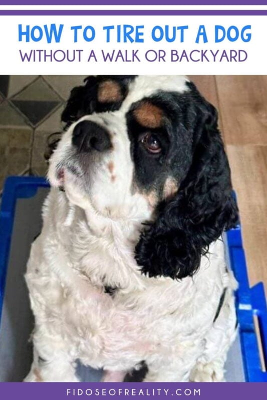 How to tire out a dog without a walk or backyard as cocker spaniel looks on