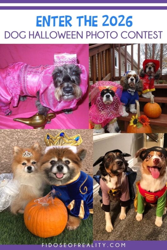 Enter the Dog Halloween photo contest