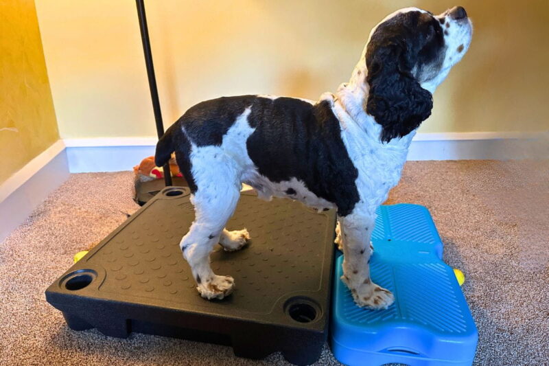 Cocker Spaniel on KLIMB and Propel platform