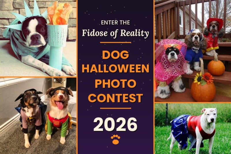 Enter the Dog Halloween Photo Contest for 2026